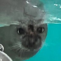 いさしーる (@isa_seal) 's Twitter Profile