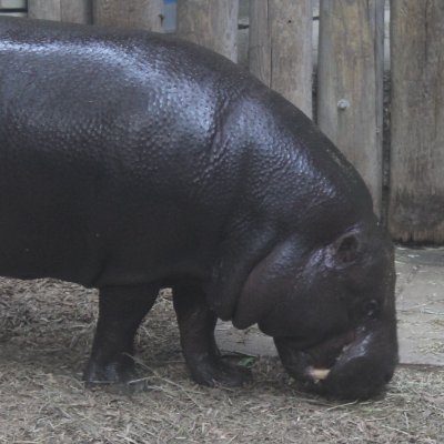 A friendly animal-loving hippo.