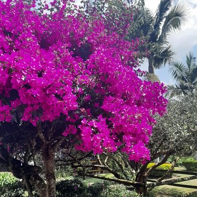 jcsanclementec's profile picture. Una de las particularidades del genio es no dejarse arrastrar por el camino trillado de la vulgaridad: Stendhal.