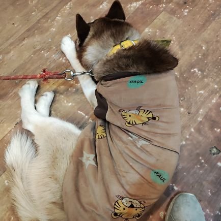 hariprasanthms's profile picture. Co-user at OpenAI