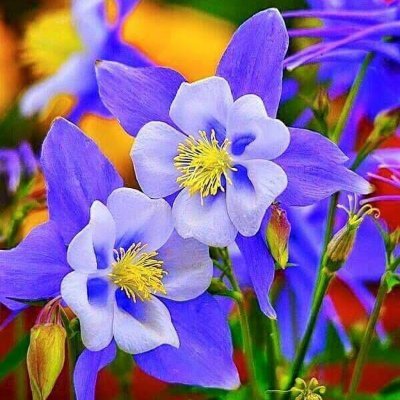 Peacefulca's profile picture. 