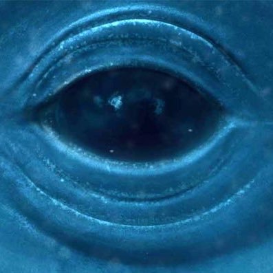 bluewhales777's profile picture. AMAZON FBA🗺️