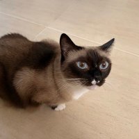 Baiyun Jing (@baiyunj) 's Twitter Profile