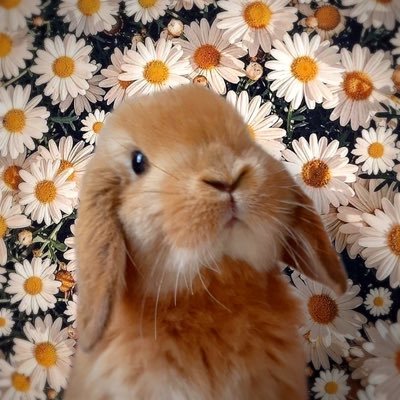 🐰モンド🎂2022.12.1 ホーランドロップイヤーの男の子🤍🐹シオ🎂2023.11.1 ジャンガリアンハムスターの男の子🤍
