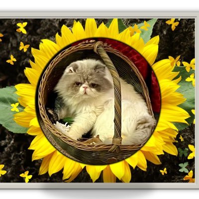 I am a blind Persian kitty, who overcame my life circumstances and am living a wonderful life with wuv from my new Furrever Mom & Sisfur Gracie. I be Thankful!