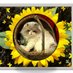 Tarragon The Victorious 🌻🌞🐾 (@the_tarragon) Twitter profile photo Tarragon The Victorious 🌻🌞🐾 (@the_tarragon) Twitter profile photo