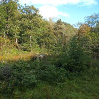 Tomha (@legendtomha) 's Twitter Profile