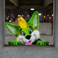 Ascari Fennec @AC(@AscariFennec) 's Twitter Profile Photo