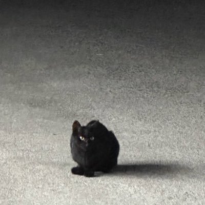퍼그さんのプロフィール画像