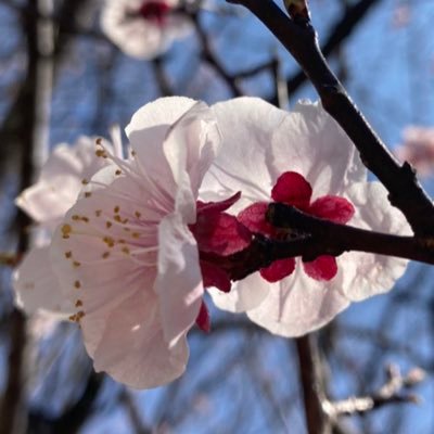 今好きな言語はUipath、ずっと情熱持ちたい❤️🔥。2017年RPAに出会ったことに感謝。ツイートは個人の見解❣️生涯学習❣️