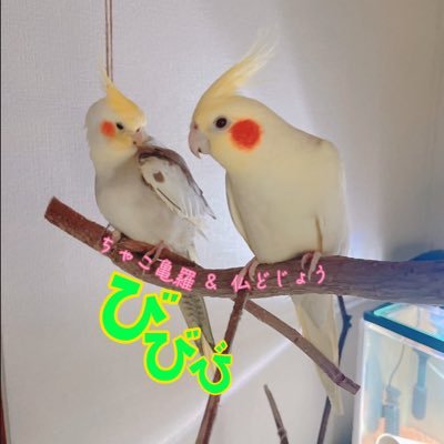 @BigHeadOneHead🔁#びびび #オカメインコ #セキセイインコ #動物 ゾゾゾ・オウマガトキ・相互tubar好き沖縄人🌺フォロきたら相互フォロバ💞令和6年で美容師歴28年🥰趣味バイク旅・キャンプ❣️私からフォロ外さない❗️スレ&イイネ確認と返事限界ある🦜基本相互のみ💞CH登録ご協力お願いします✨