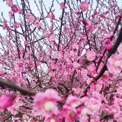 Jing61645152's profile picture. An Ambivert curious about mysterious things.👀👣👅🤟🌺