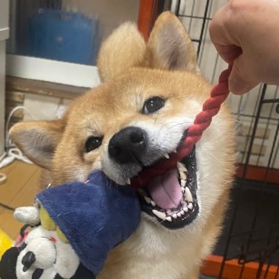 cherryberrychie's profile picture. INGRESS RESISTANCE/ドラクエX ウェディ女ID SY312-457