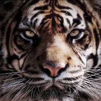 Tiger🔥(@mg_fard) 's Twitter Profile Photo