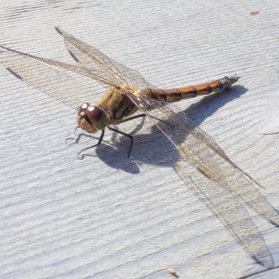 SevenLuckyGods's profile picture. I love Valentino Rossi and Johnny Weir.