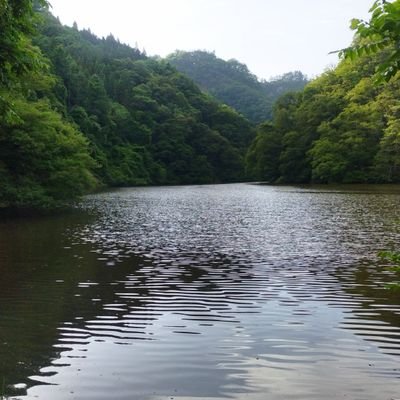 柳久保池は、長野市信州新町の山谷にひっそり佇む、崖と天然樹で覆われたとても神秘的な天然湖で、以前は多種多様な魚や水生生き物が生息していました。最近は、不要物が湖面に置かれ、ゴミ類が岸辺に散乱し従来の魚や水生生物も激減し池の透明度も低下してます。池の自然環境保全活動や周辺山々を観察、調査、魅力を発信中です。