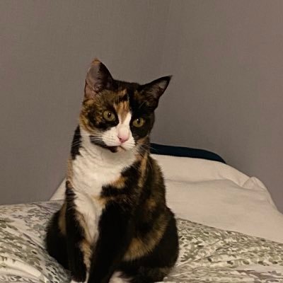 AnnnaPhylaxxis's profile picture. Health researcher (BSc with honors), writer and critical thinker. One of the original punks. Old enough to be your mother. 🐭