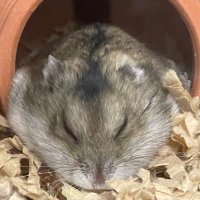 ひげ (@keeeyjp) 's Twitter Profile