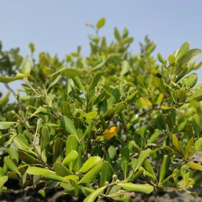 A63605Alom's profile picture. 