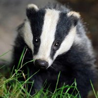 Miss Gillespie (@sflibroxprimary) 's Twitter Profile