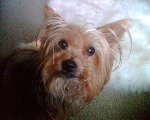 emmajanetigger's profile picture. Well what can I say? Quite new to following formula one, addicted now! Love tea, tigger and Yorkies.