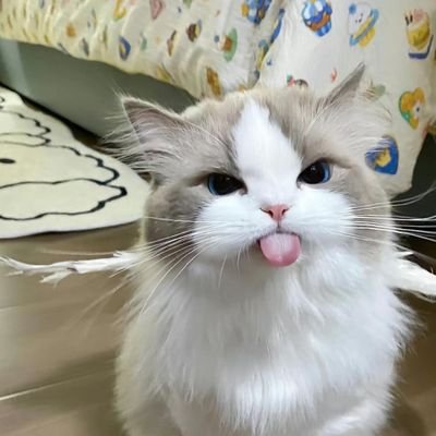 toutou205's profile picture. happy life,funny guy.😃