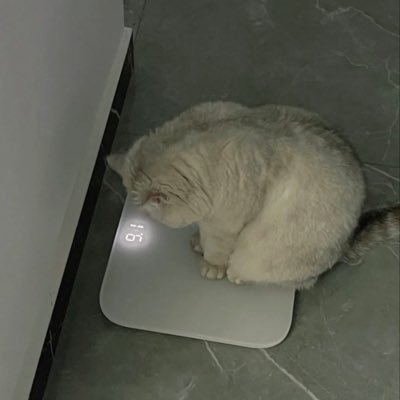 __giso's profile picture. iniad⑤ｴﾝｼﾞ⌇ btl ⌇ ysr研