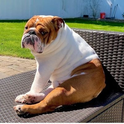 👉 Welcome to @loversbull17363
🐕 We share daily #English bulldog contents 🐕 Follow us if you really love English bulldog.