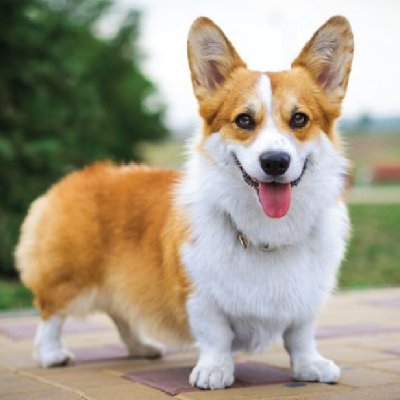 I am Corgi Dogs Lover