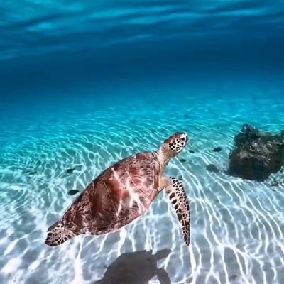 welcome to sea turtle lovers club 
🐢we share daily #sea turtle content 
🐢Follow us if you really love sea turtle