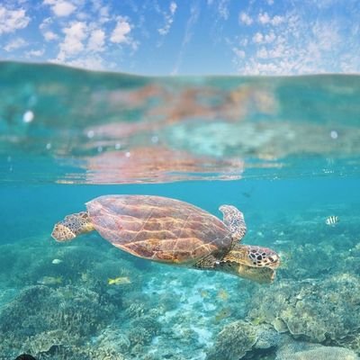 1👉 Welcome to @seaturtle_us
2  🐢 We share daily #Seaturtle Contents 
 3 🐾 Follow us if you really love Sea turtle