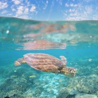 Sea turtle lovers community us(@seaturtle_us) 's Twitter Profile Photo