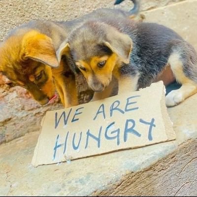 challenges we face everyday we can't leave an hungry dog at the street that why the number of dogs are increasing rapidly day by day.
The neighbors are abusing