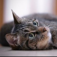 ocome (@ocome1515) 's Twitter Profile