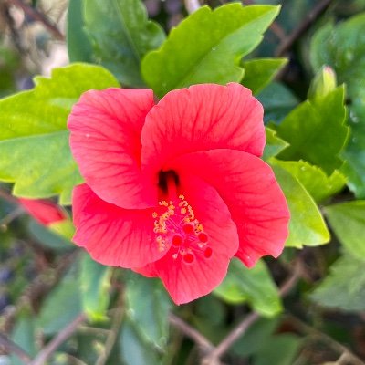 plzcarethx's profile picture. If your collective liberation doesn't include disabled folks, it's not collective. Mask up!