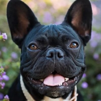 👉 Welcome to @frenchbulldog66 french bulldog Lovers
🦮We share daily #frenchbulldog Contents
🇲🇫 Follow us if you really love french bulldog