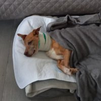 Momo mein Zuckerhund ❤️ OP-Termin 27.2.24(@tigerente345) 's Twitter Profile Photo