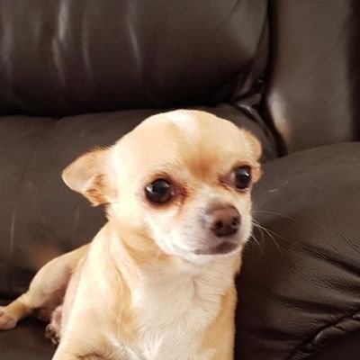 Gusta1942's profile picture. 