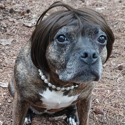 floofered's profile picture. Saving the world one dog at a time. 
🐾🐾🐾🐾🐾🐾🐾🐾🐾🐾🐾🐾