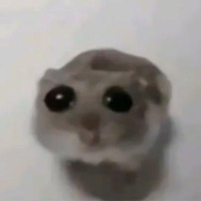 The most viral #sadhamster on TikTok comes to Solana, squeak!

Tg: https://t.co/IxqlEz1uyt

CA: 33M5tPomKJCGMH2mGDw7ggy4HxJ2VdXwmdQSgQVtLWD3