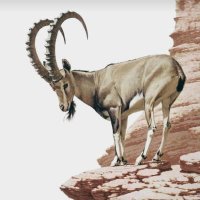 طارق (@tariqtheyab) 's Twitter Profile Photo