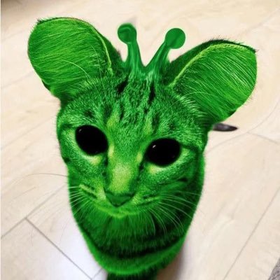 gleeblecats Profile Picture