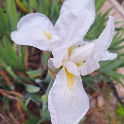 iremtuncerrrrrr's profile picture. Kendi halinde biri
💚