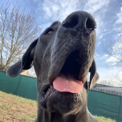 OdentheDane Profile Picture