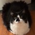 Txon Txon (@seniorcatdev) Twitter profile photo Txon Txon (@seniorcatdev) Twitter profile photo