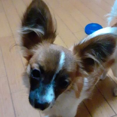 僕は、わらび。
パピチワ犬🐶
令和5年8月６日誕生日
忘れられない日だね。
先代ヨンペイは、
令和5年6月23日🌈
虹の橋を渡りました。
これからも、応援よろしくお願いいたします☺