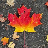 RFF (@trellofr) 's Twitter Profile