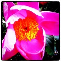 austera (@austera) 's Twitter Profile