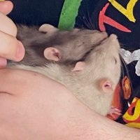 PJ Kan( do th)is 🎙️🐀(@PeeJVA) 's Twitter Profile Photo