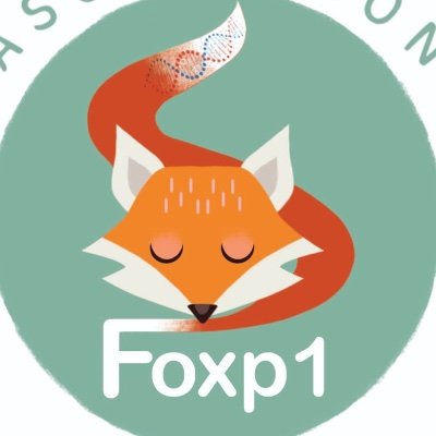 Construyendo un futuro mejor para las personas con Síndrome de FOXP1 🦊 info@foxp1esp.org